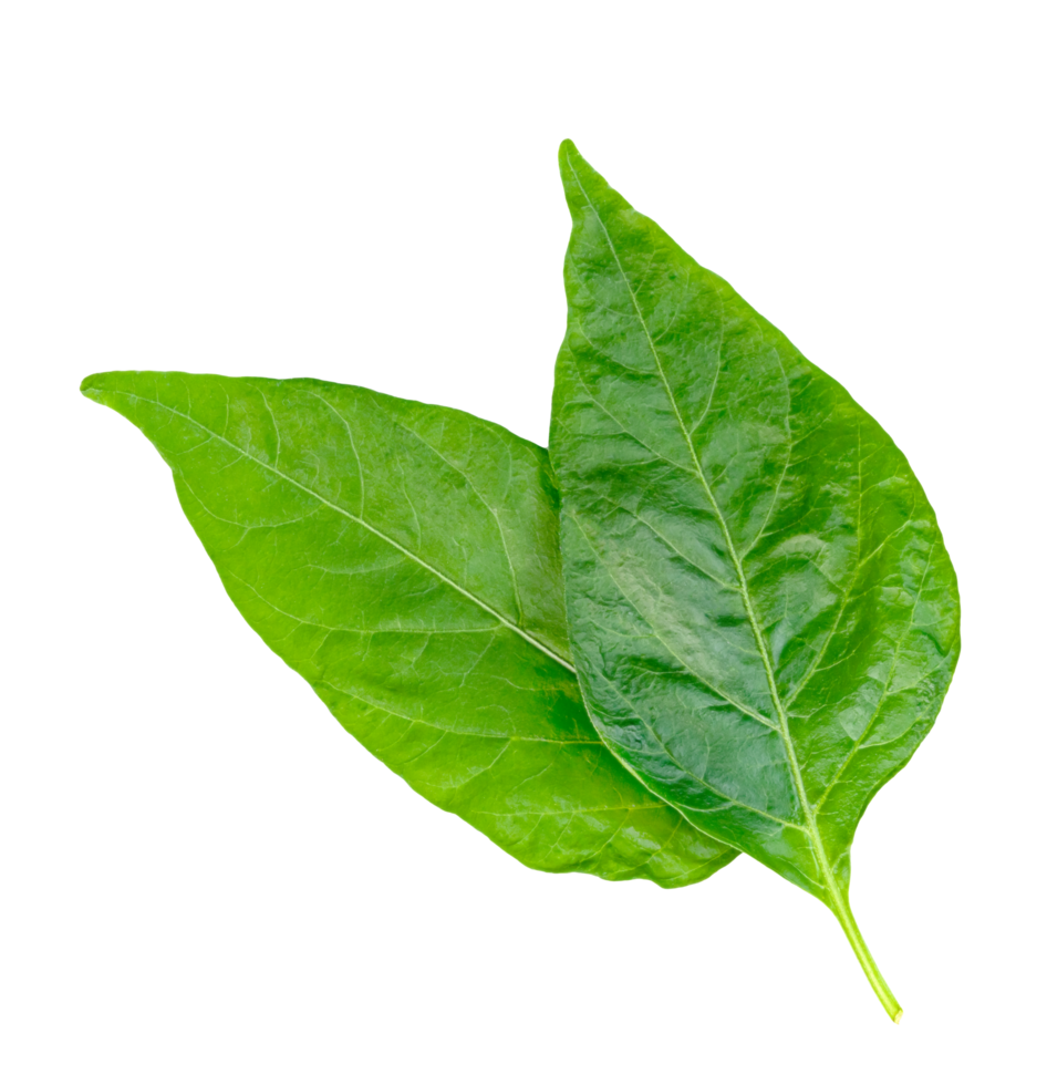foglia chili isolato, verde di Pepe le foglie modello png