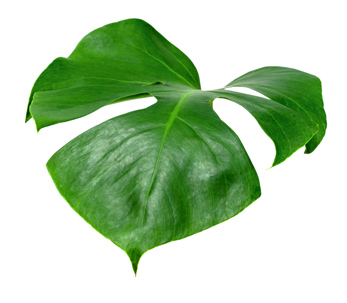 verde le foglie modello ,foglia Monstera isolato png