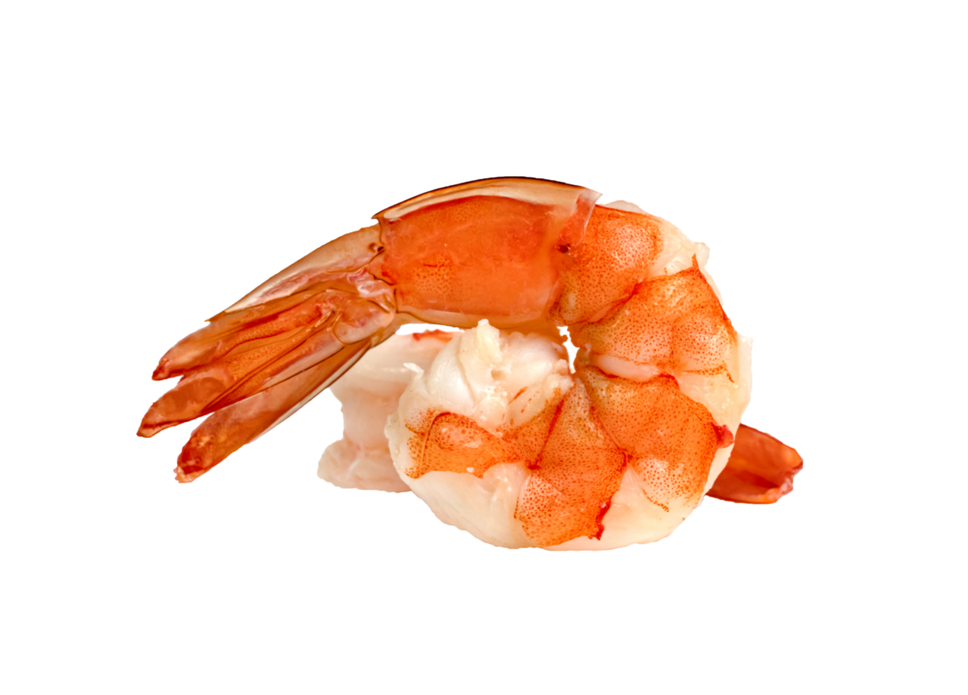 cooked shrimp isolated png