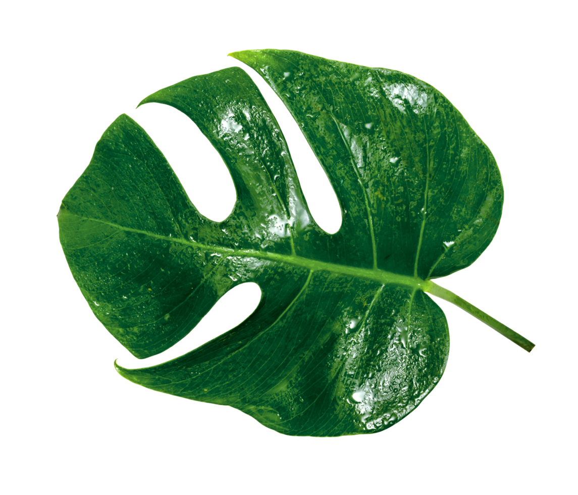 grön löv mönster ,blad monstera med vatten släppa isolerat png
