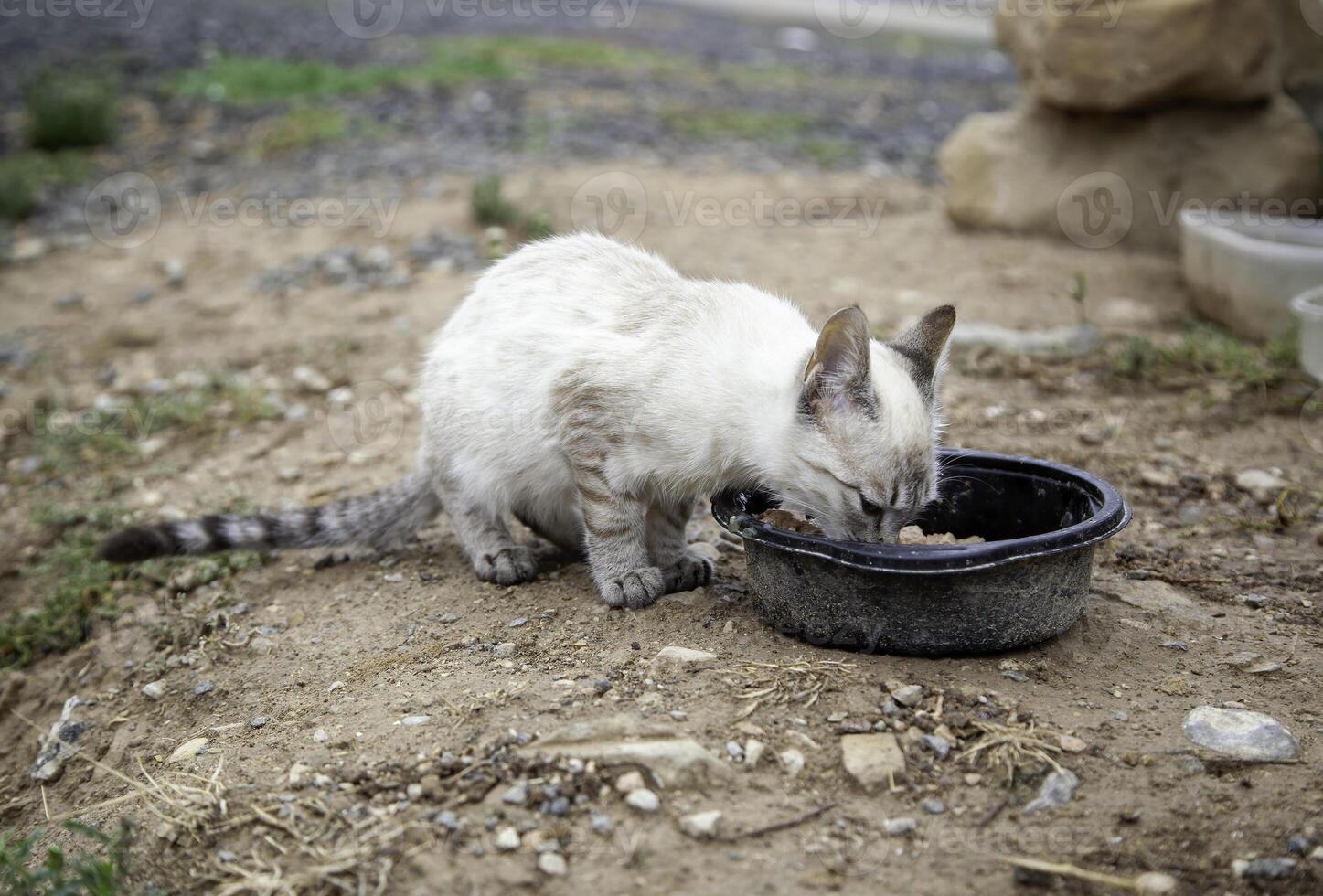 Abandoned and sad cat photo