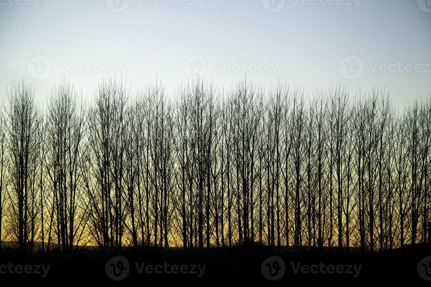Pine trees in a forest photo