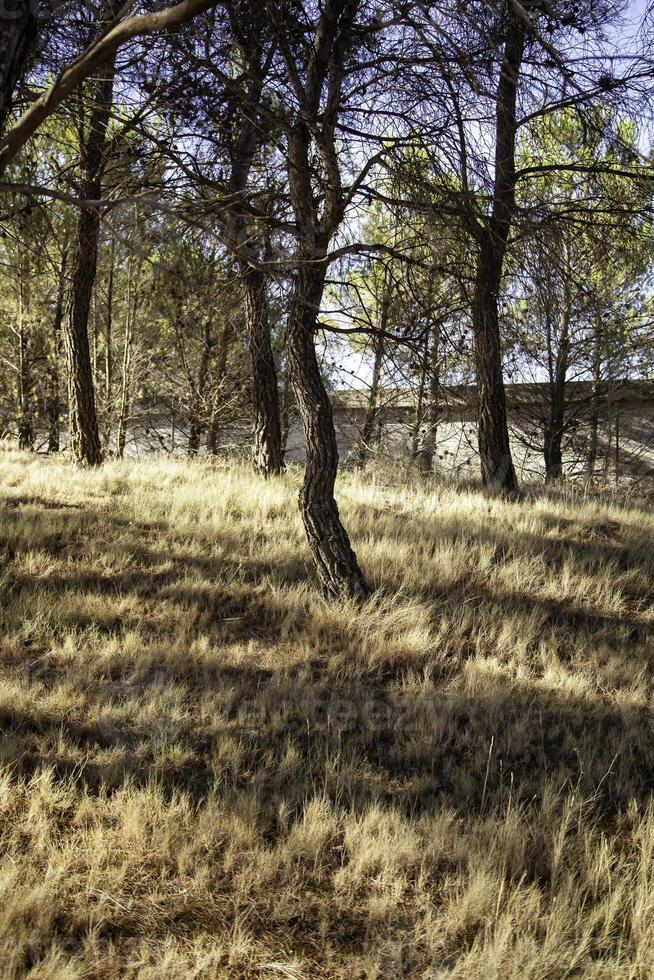 Pine trees in a forest photo