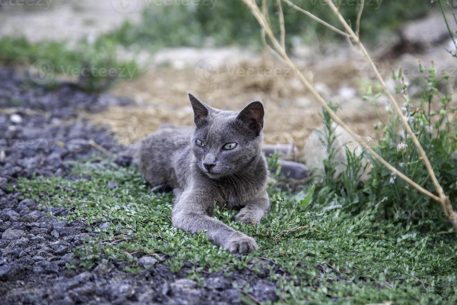 abandonado y triste gato foto