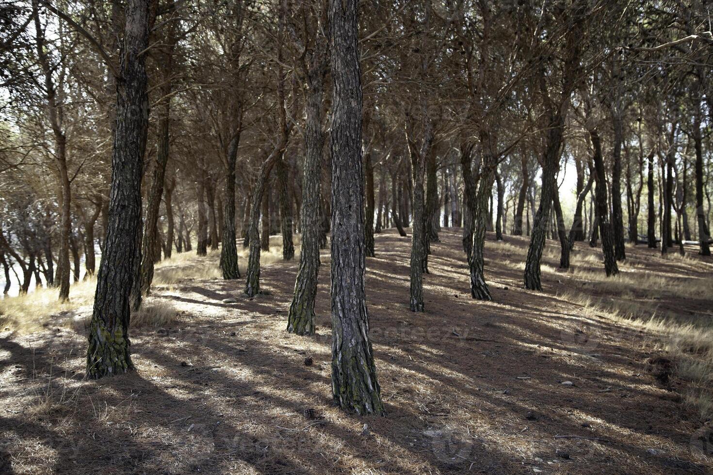 Pine trees in a forest photo