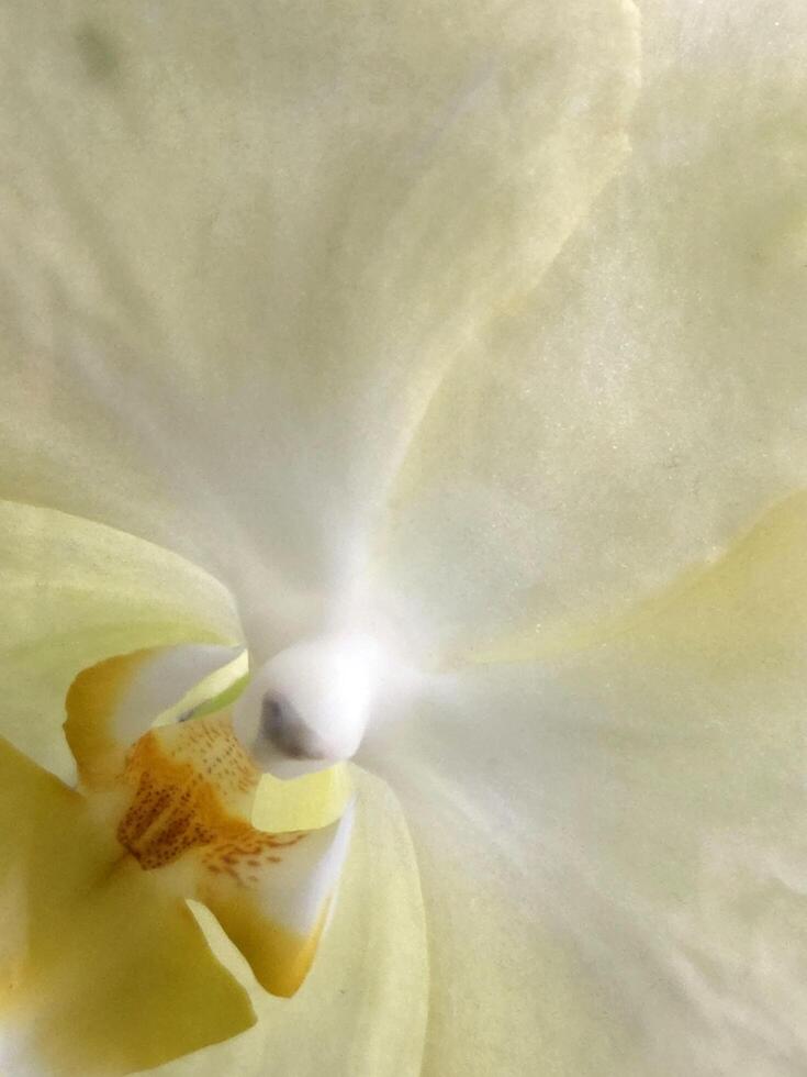 orquídea flor. floral antecedentes para saludo tarjeta foto
