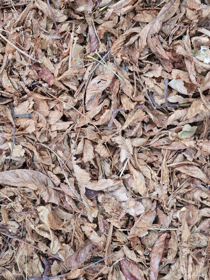 seco caído hojas. otoño antecedentes desde caído hojas foto