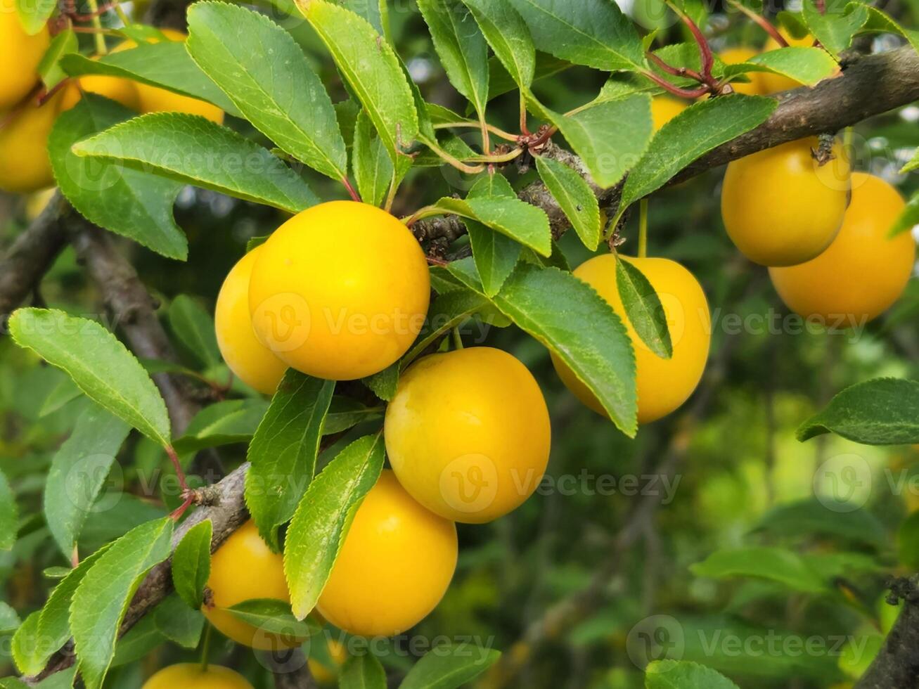 Cherry plum fruits. Ripe yellow cherry plum fruits. Fruit harvest photo