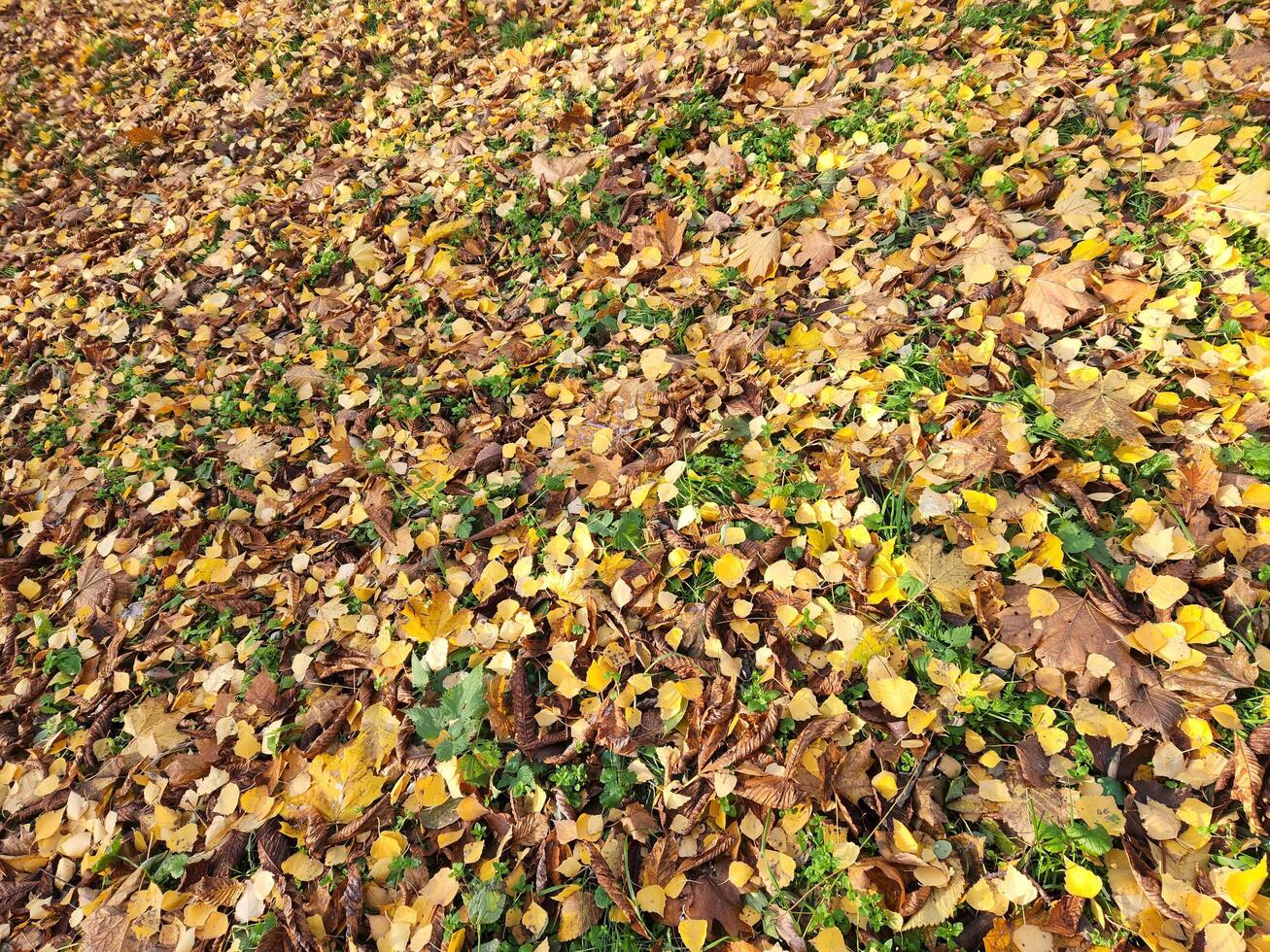 Fallen leaves. Background of fallen autumn leaves. Yellow autumn leaves photo