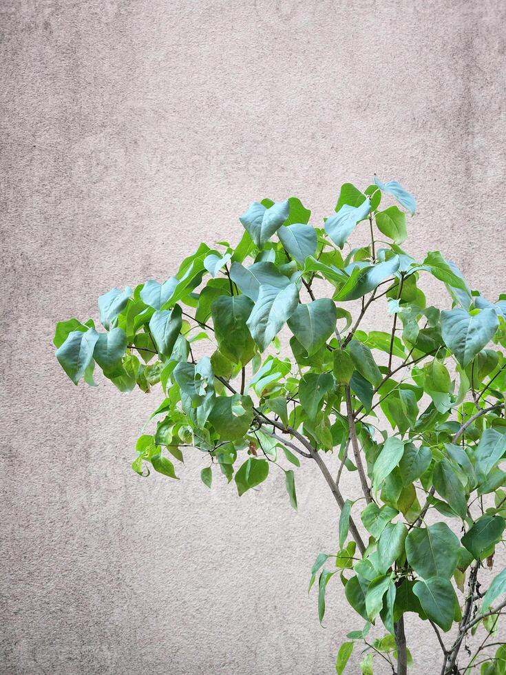 Screen saver with a green branch of lilac. Lilac bush against the background of a wall photo