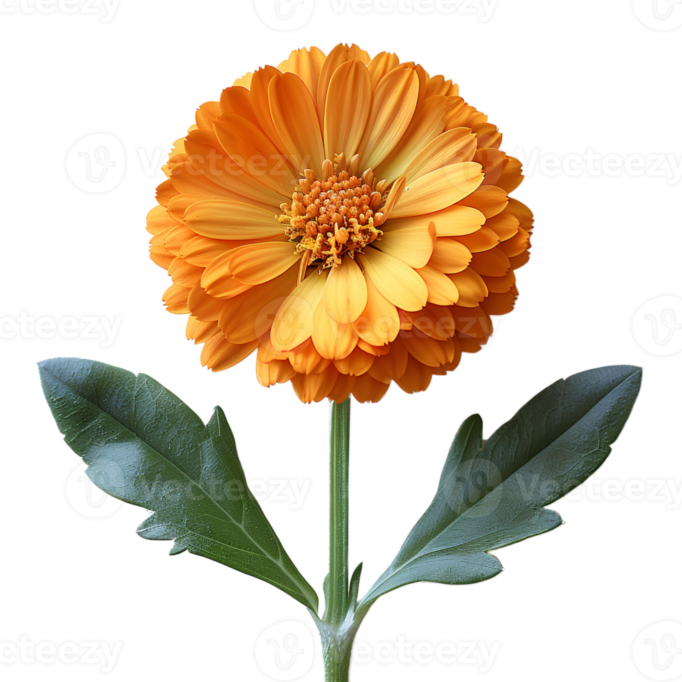 AI generated Marigold flower PNG. Marigold flower top view PNG. Orange marigold flower flat lay PNG. Orange flower isolated png