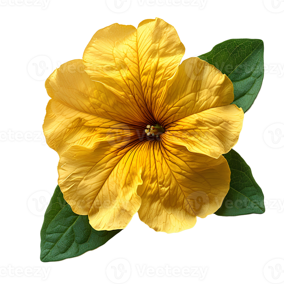 AI generated Yellow petunia flower PNG. Yellow flower isolated. Petunia top view PNG. Petunia flower flat lay PNG. Summertime flower png
