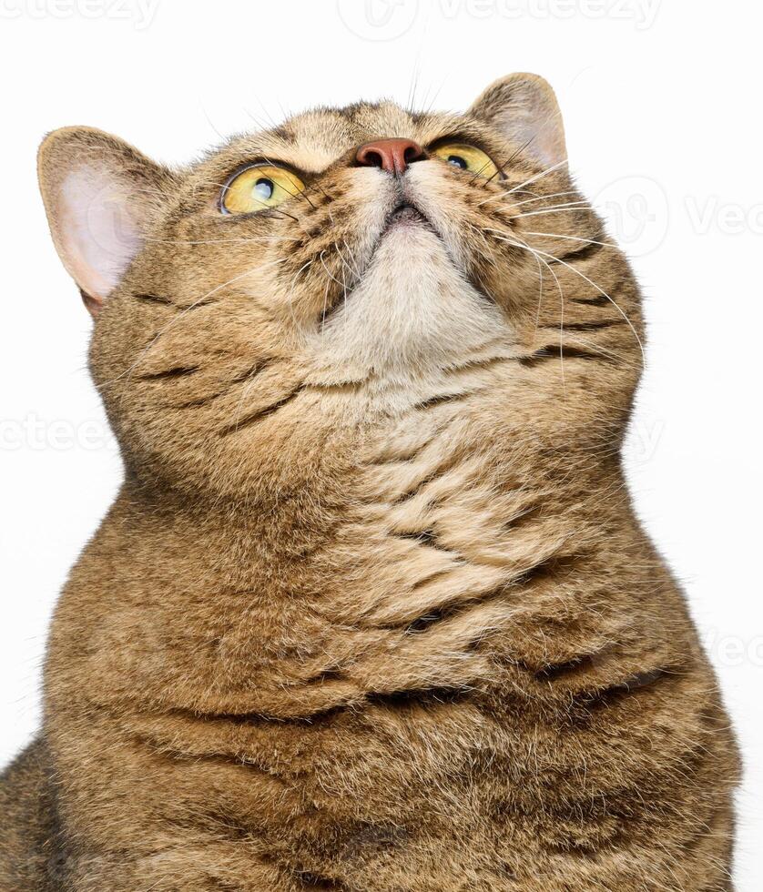 An adult gray cat sits on a white background, a funny face looks up photo