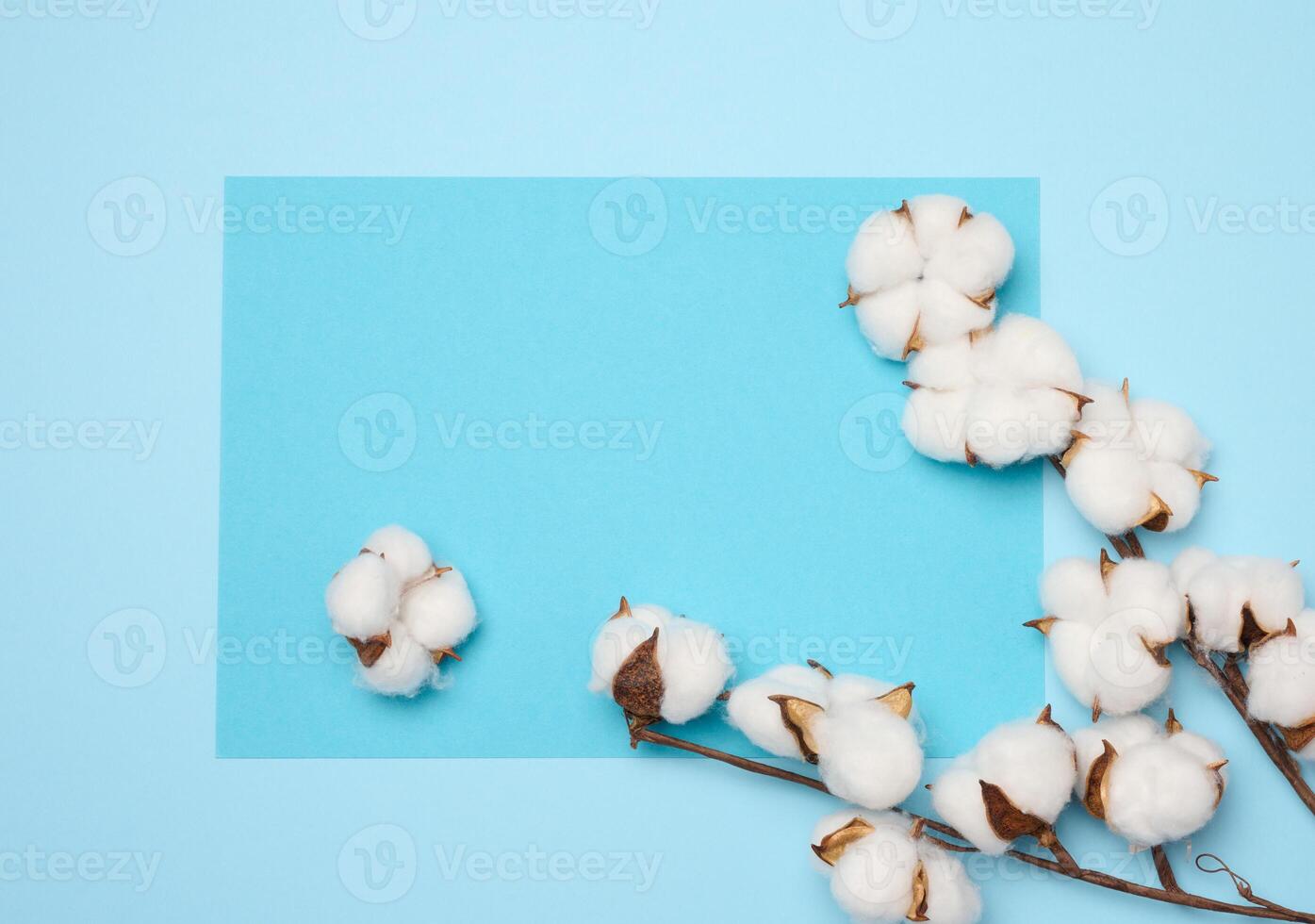 Cotton flower on a blue paper background, overhead. Minimalism flat lay composition photo