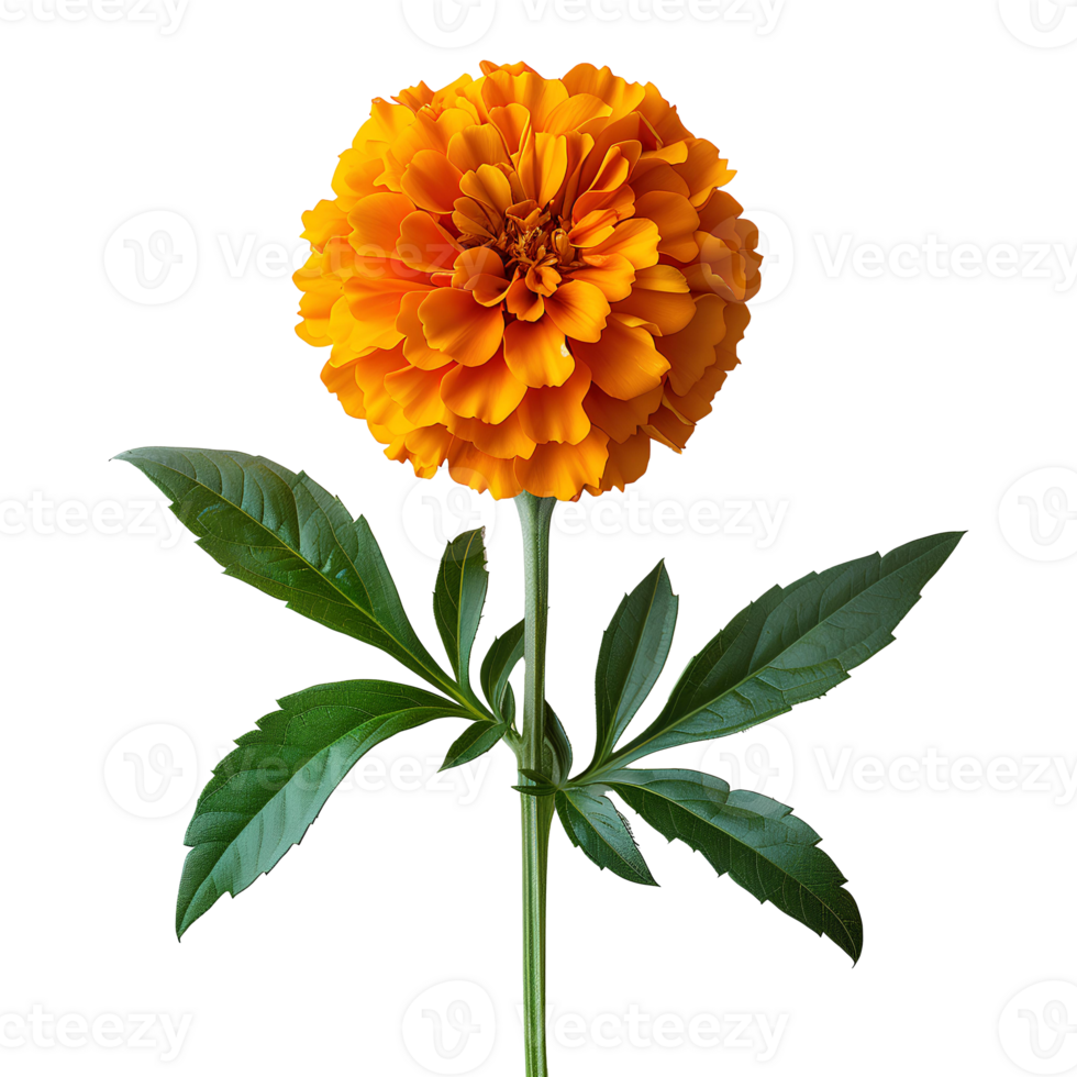 AI generated Marigold flower PNG. Marigold flower top view PNG. Orange marigold flower flat lay PNG. Orange flower isolated png