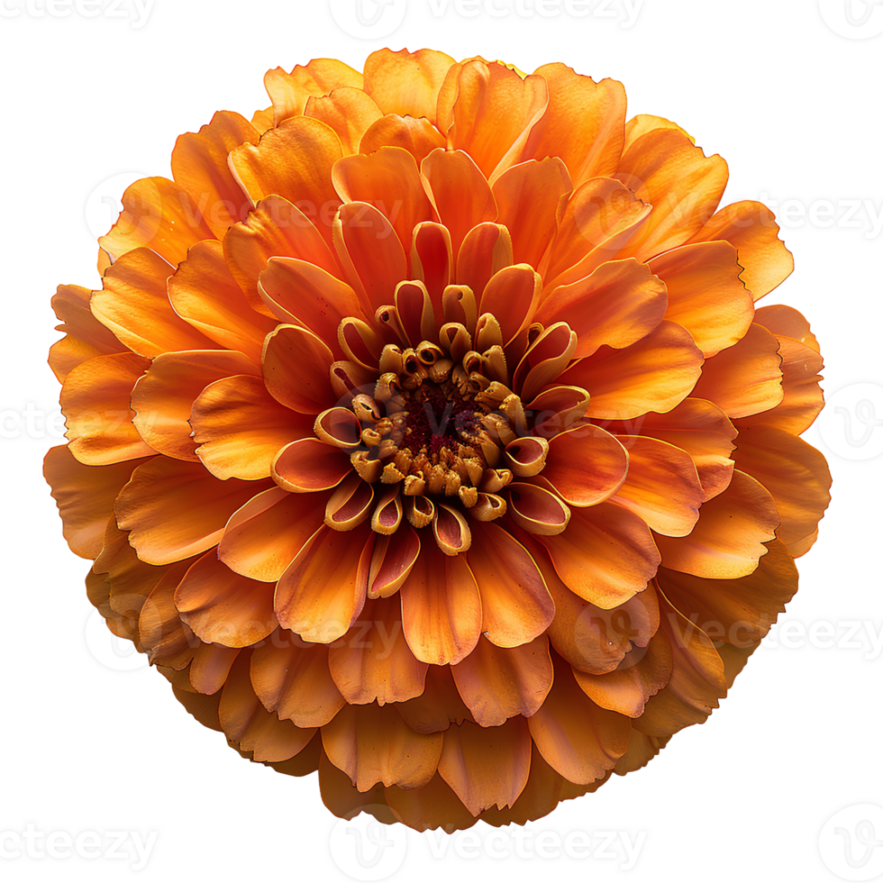 AI generated Marigold flower PNG. Marigold flower top view PNG. Orange