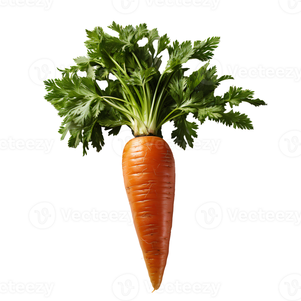 AI generated Carrots PNG. Carrot top view PNG. Carrot flat lay. Organic vegetable of carrot isolated png