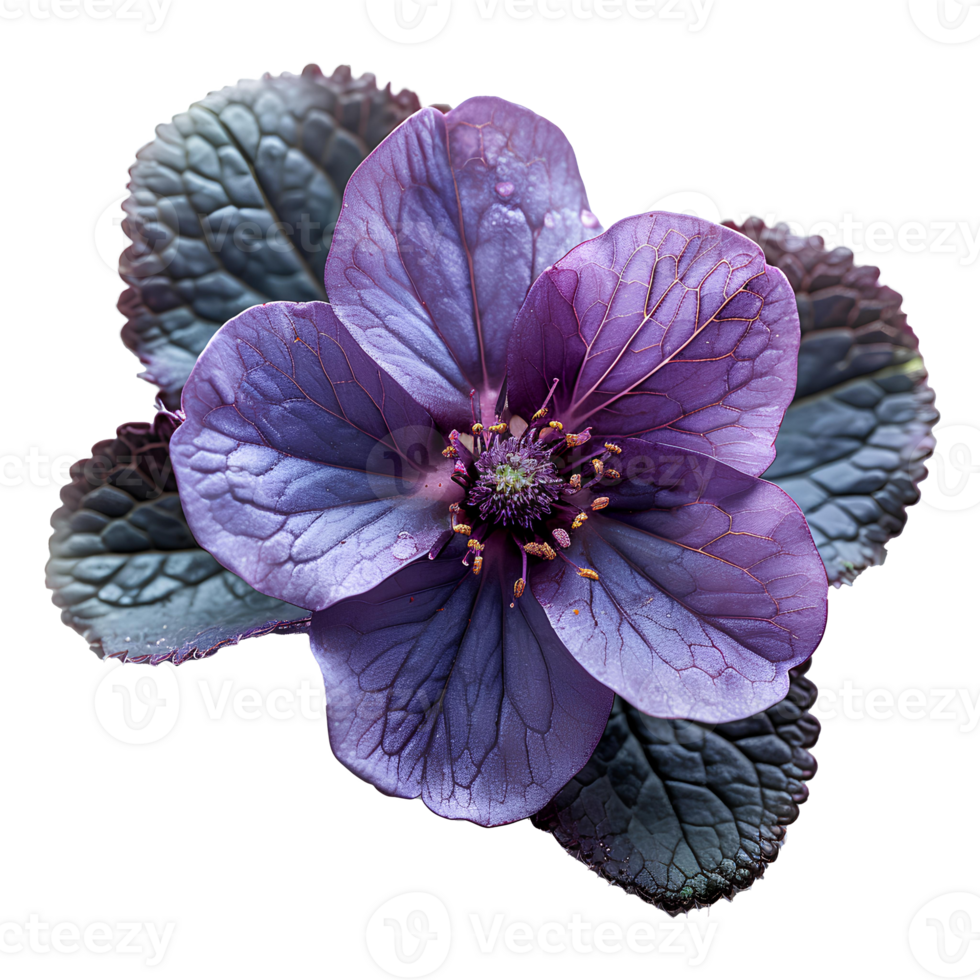 AI generated Purple primrose flower png. yellow primrose flower top view PNG. yellow flower flat lay PNG. Primrose flower isolated. Spring time bloom png