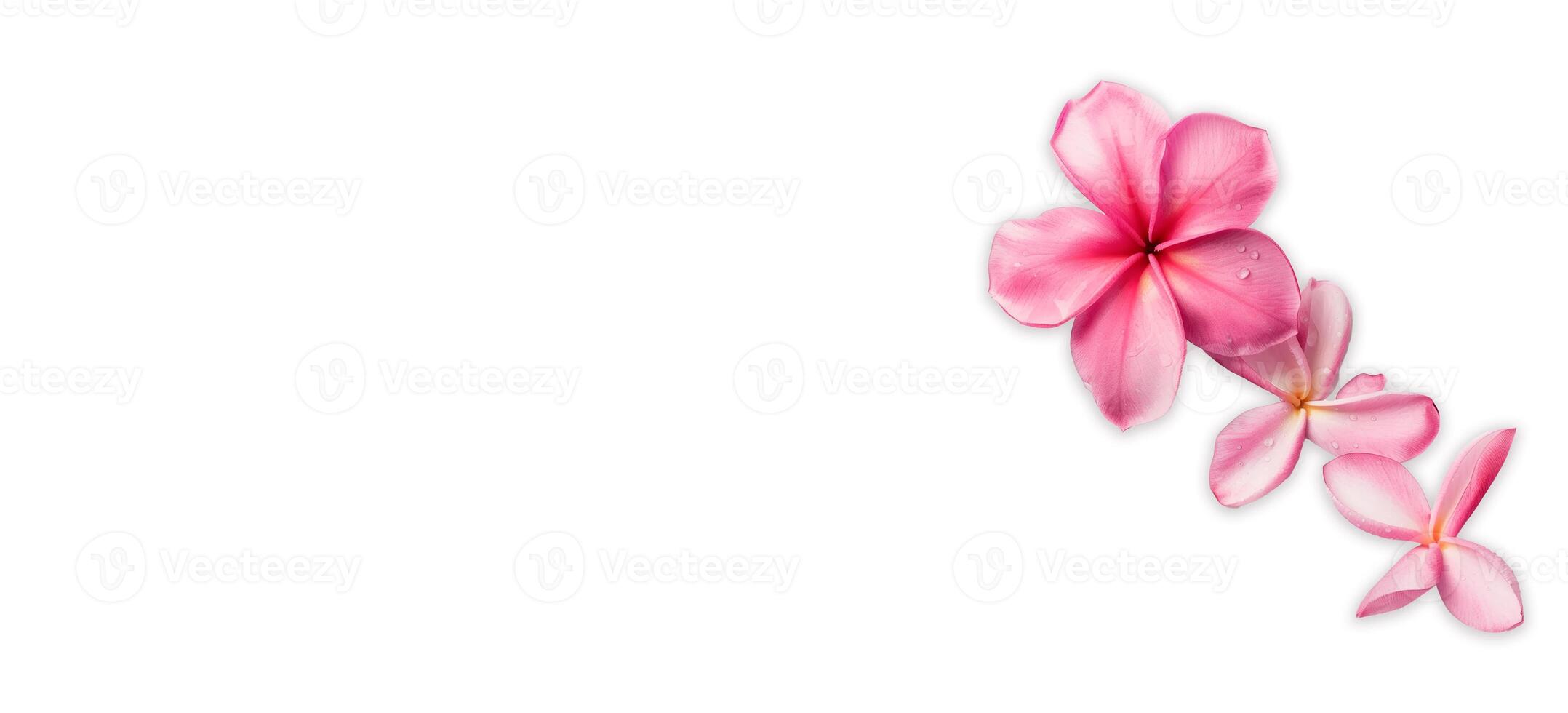 ai generado rosado frangipani aislado en blanco antecedentes foto