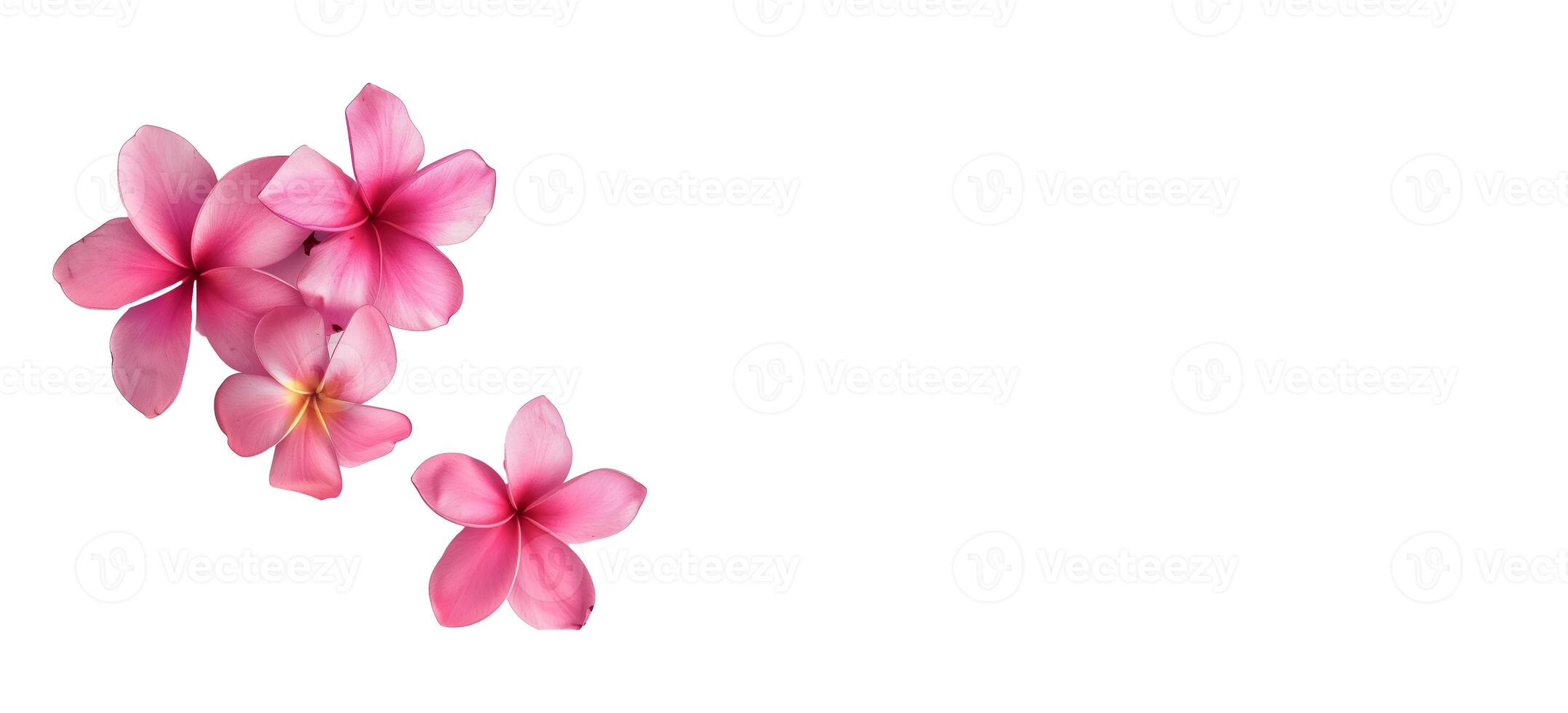 AI generated Pink Frangipani isolated on White background photo