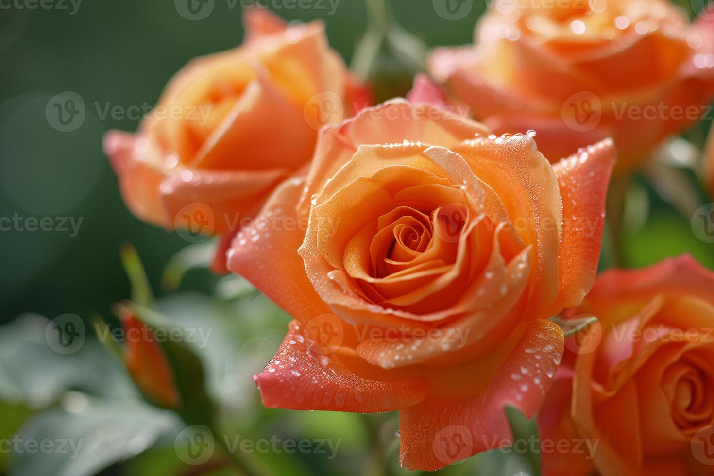 AI generated close up orange rose with water drops blur background photo