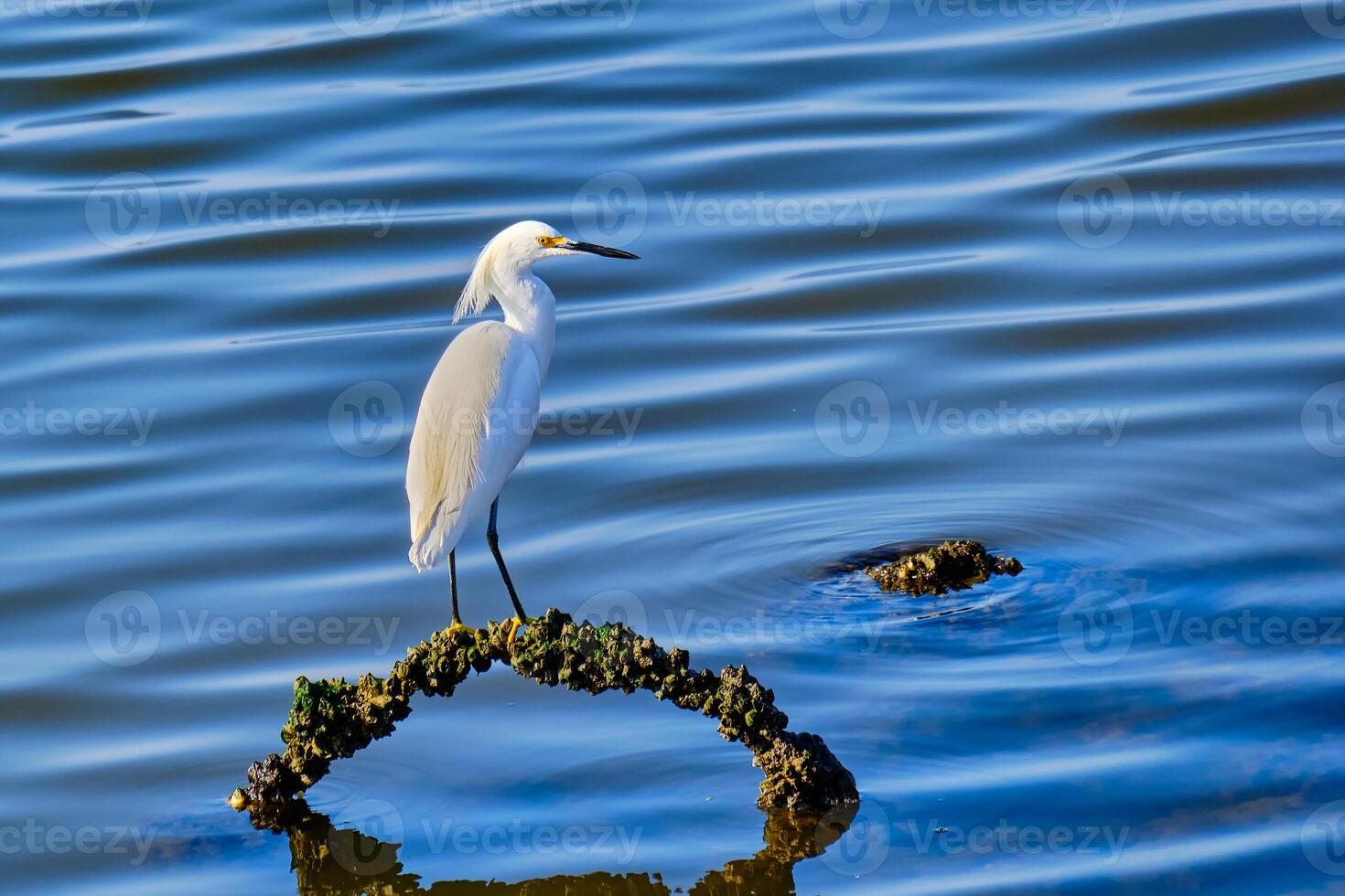 Snowy egret on rocky shoreline hunting in at sunrise in Biloxi Mississippi photo