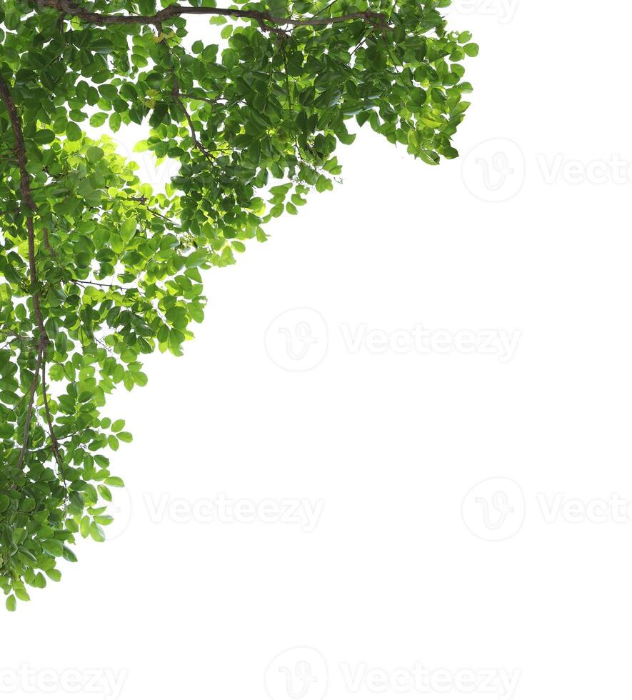 Green leaves with branch isolated on white background. photo