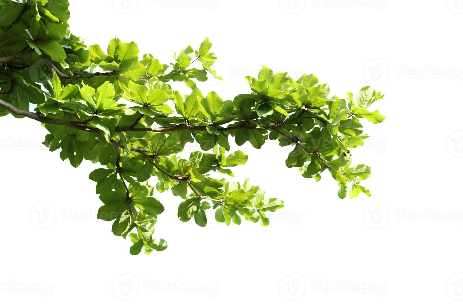 Green leaves with branch isolated on white background. Indian almond leaves. photo