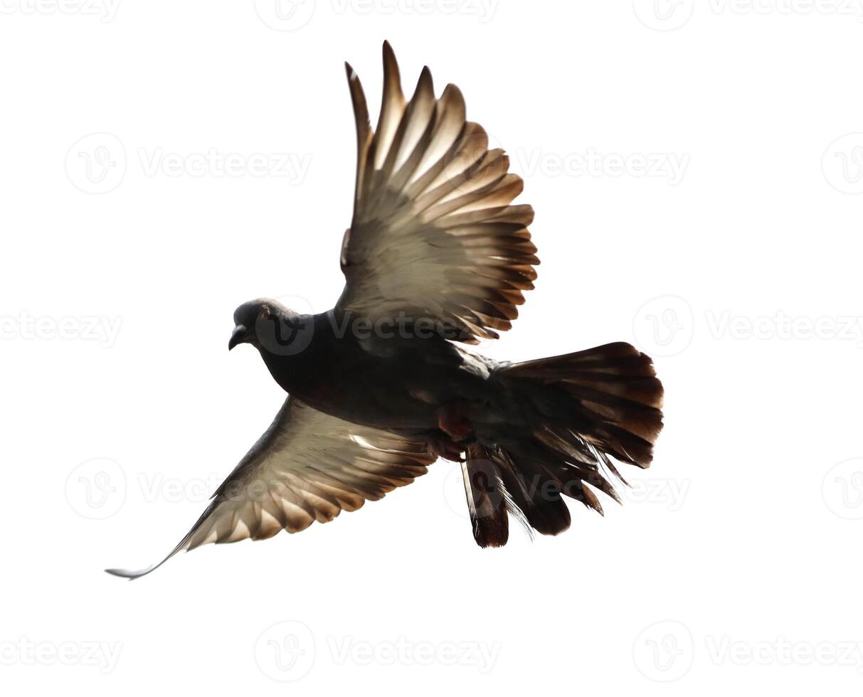 Pigeon flying isolated on white background photo