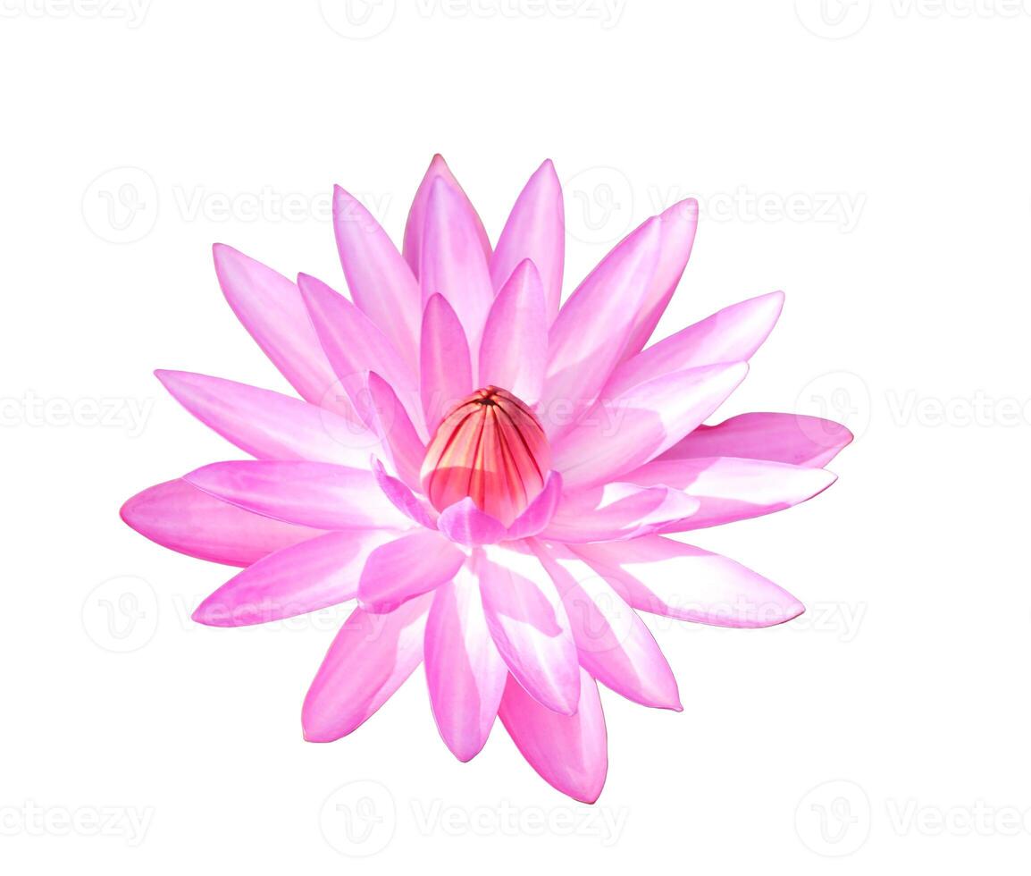 Pink waterlily isolated on white background. photo