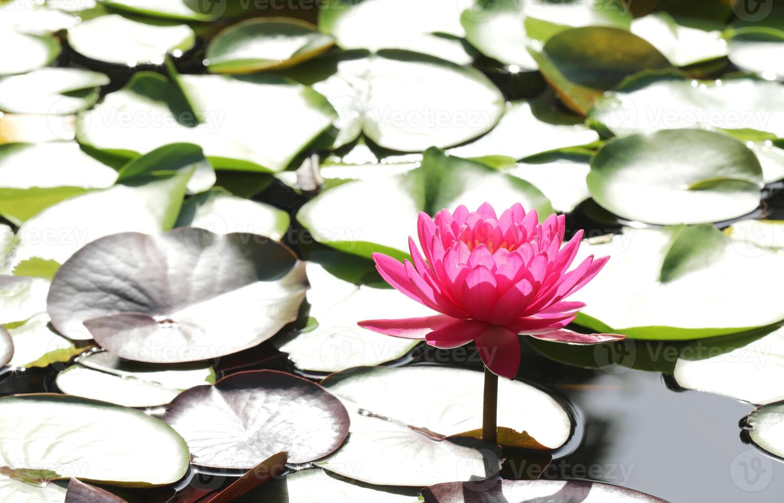 Pink waterlily flower with green leaves background photo