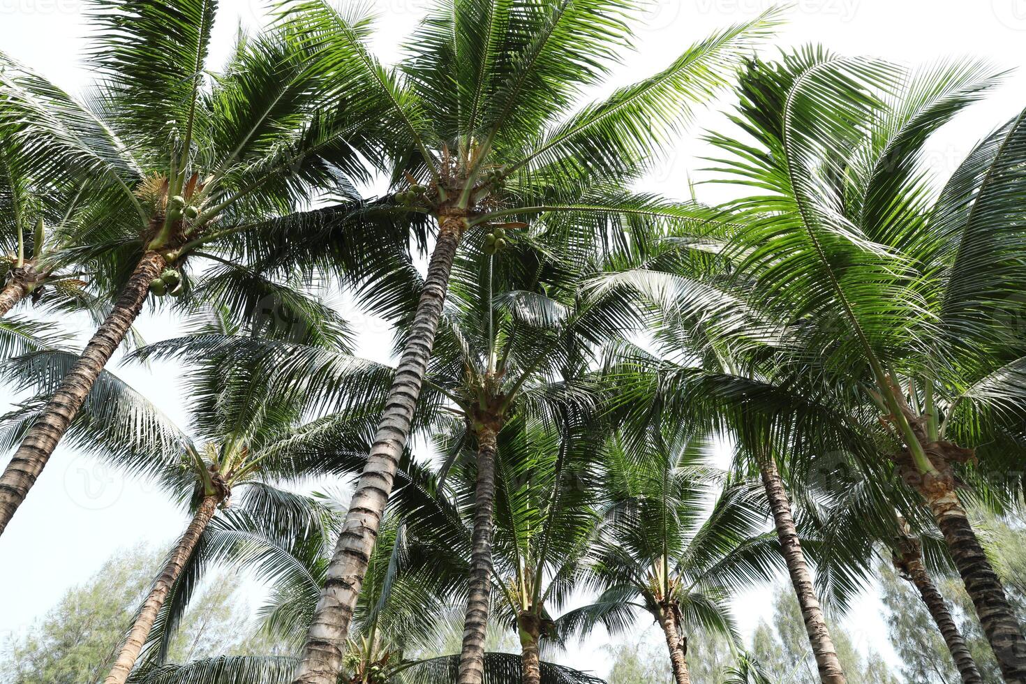 Coconut palm trees. Green lush tropical coconut tree. photo