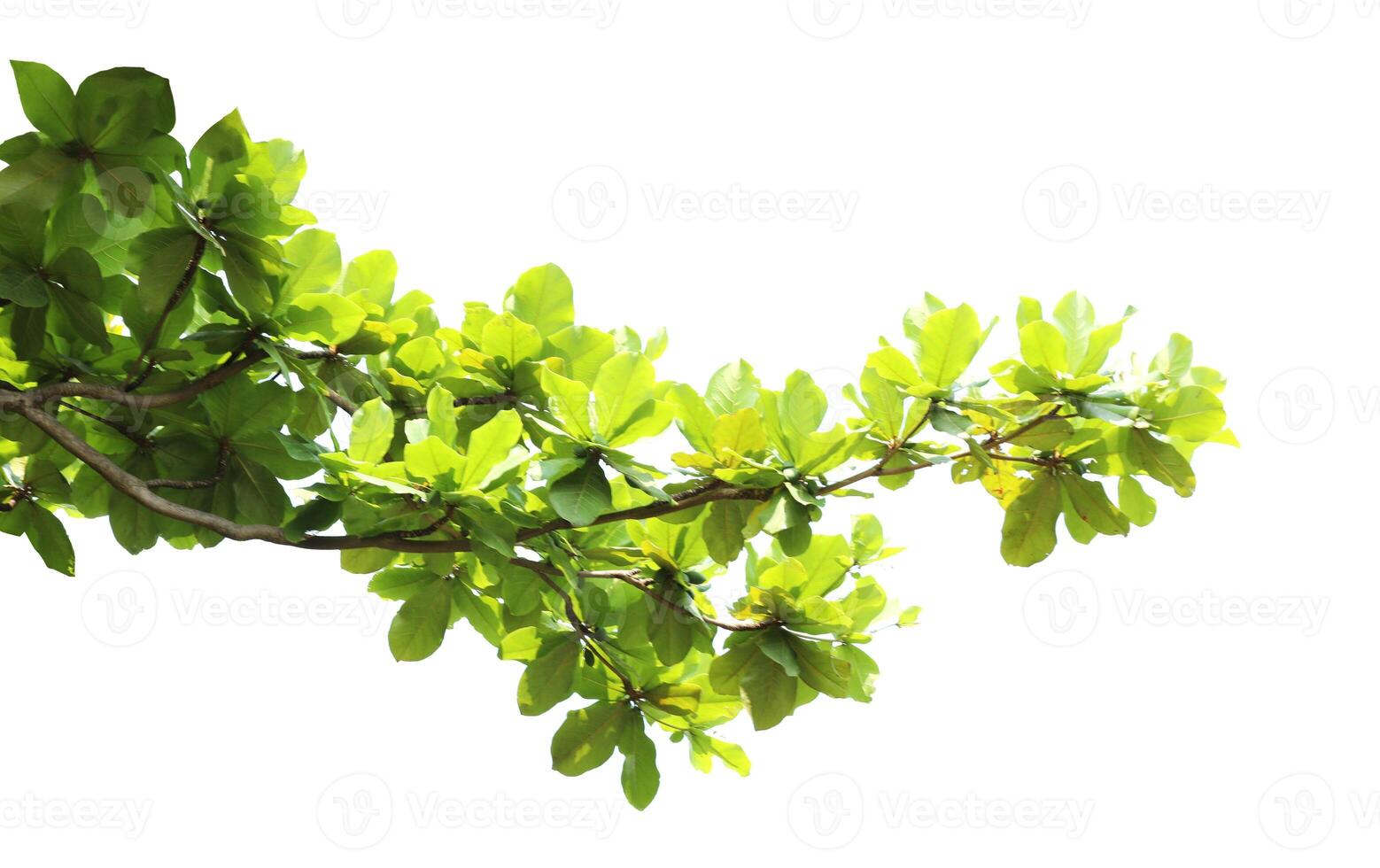 Green leaves with branch isolated on white background. photo