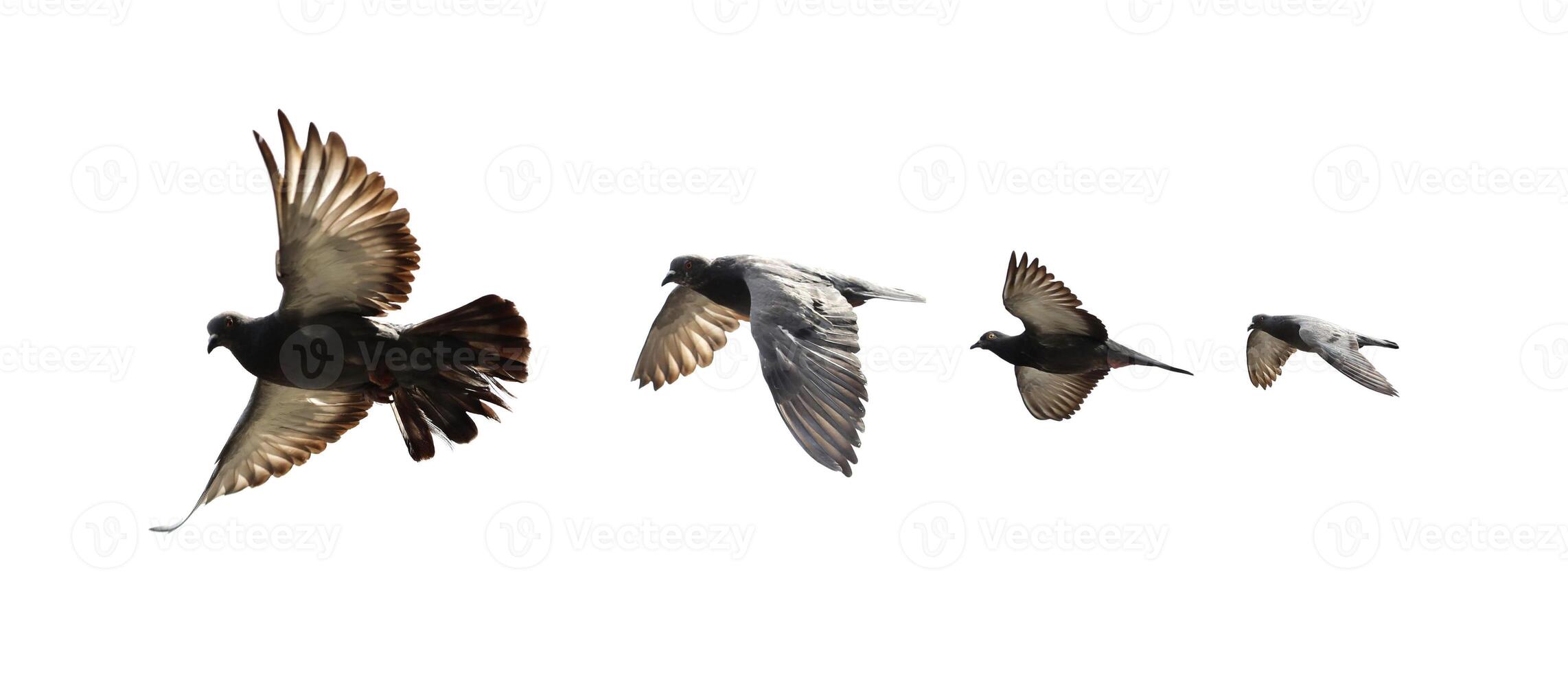 Pigeon flying isolated on white background photo