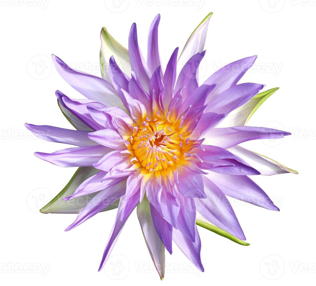 Violet waterlily isolated on white background photo