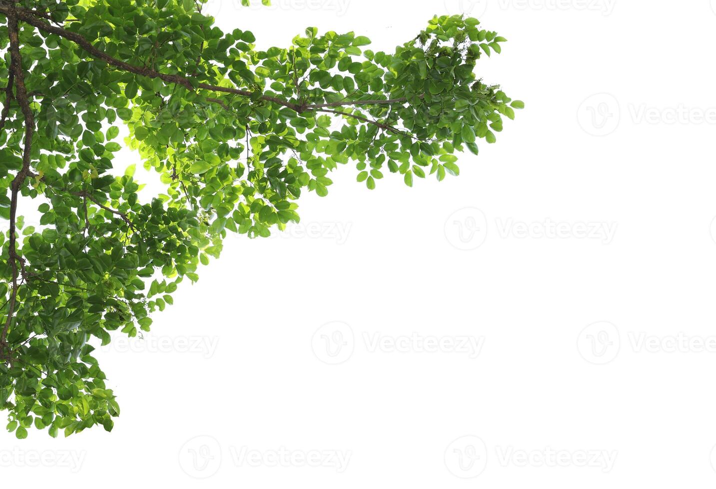 Green leaves with branch isolated on white background. photo