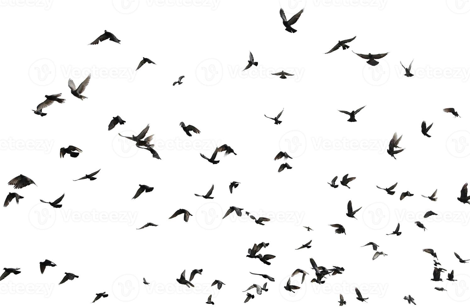 Silhouettes of pigeons in flight isolated on photo