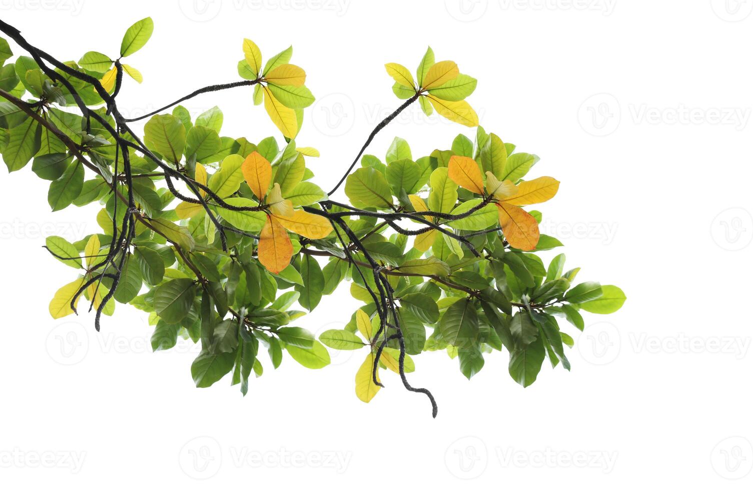 Green leaves with branch isolated on white background. photo