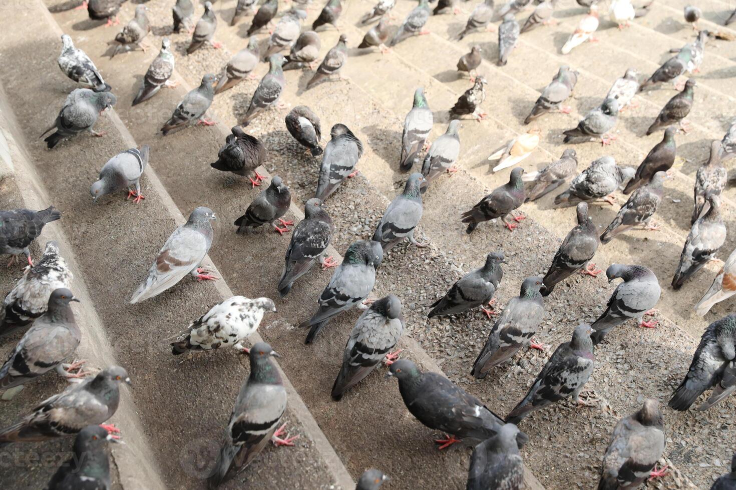 Crowd of pigeons on cement steps. photo