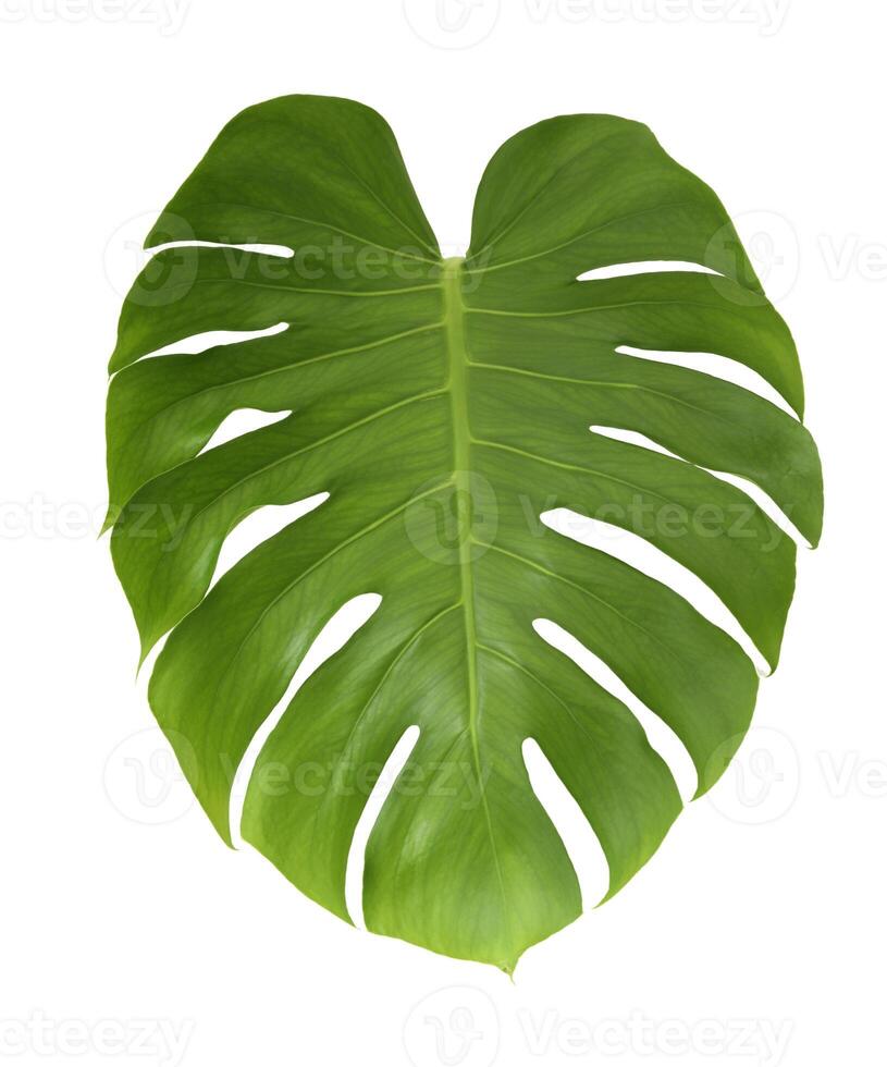 Monstera leaf isolated photo