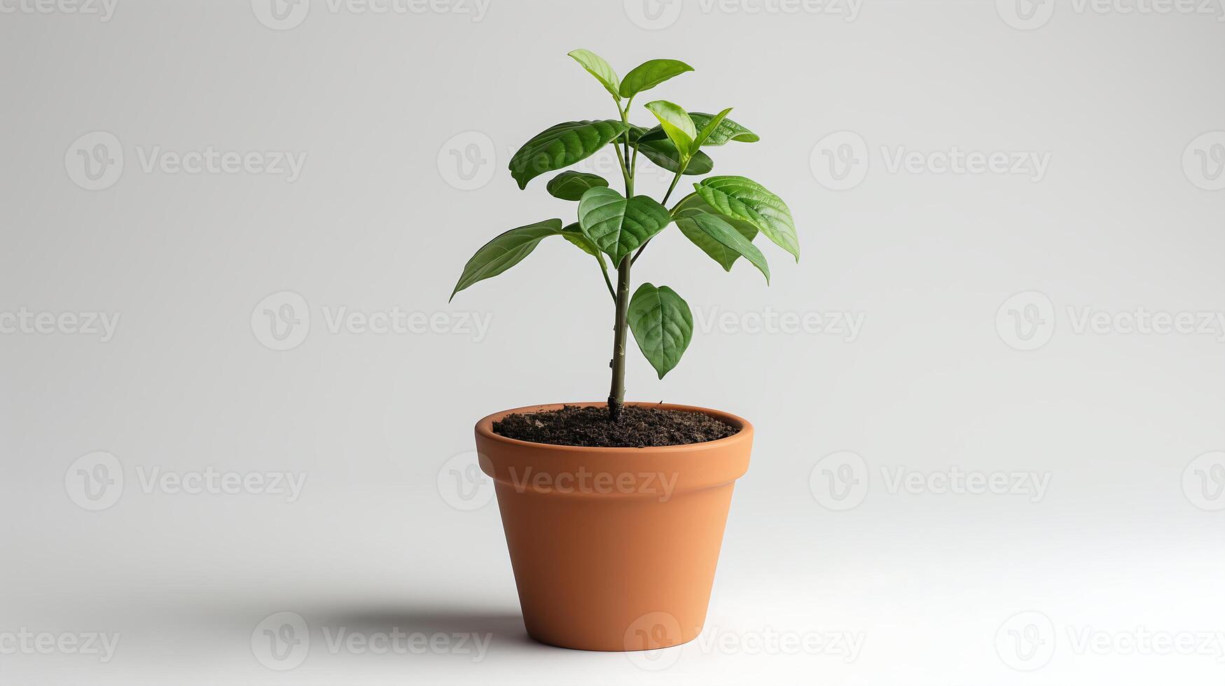 AI generated One tree in a pot on a white background photo