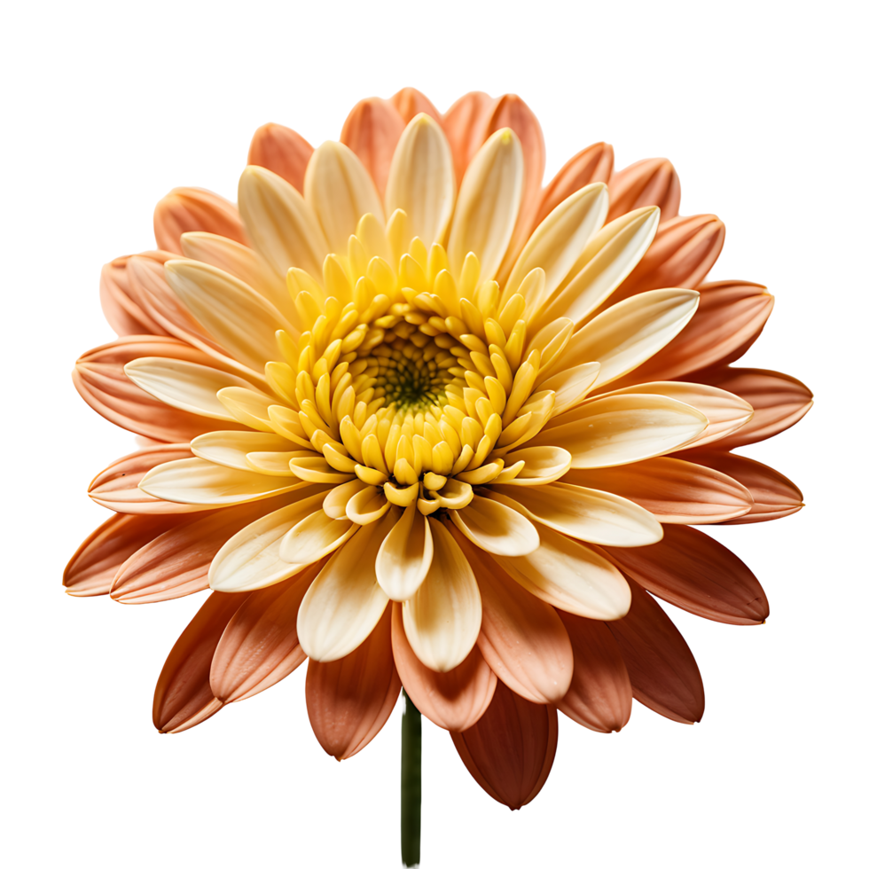 AI generated Chrysanthemum image isolated on a transparent background PNG photo
