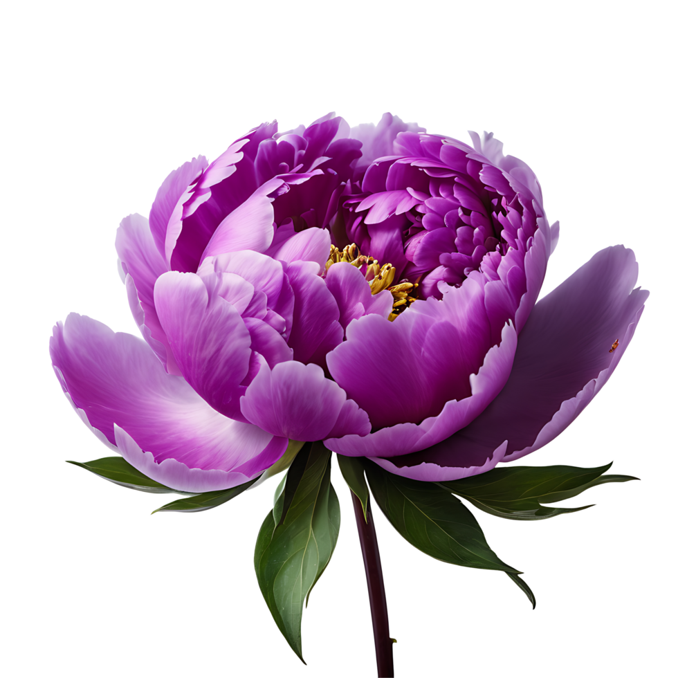 AI generated Peony image isolated on a transparent background PNG photo