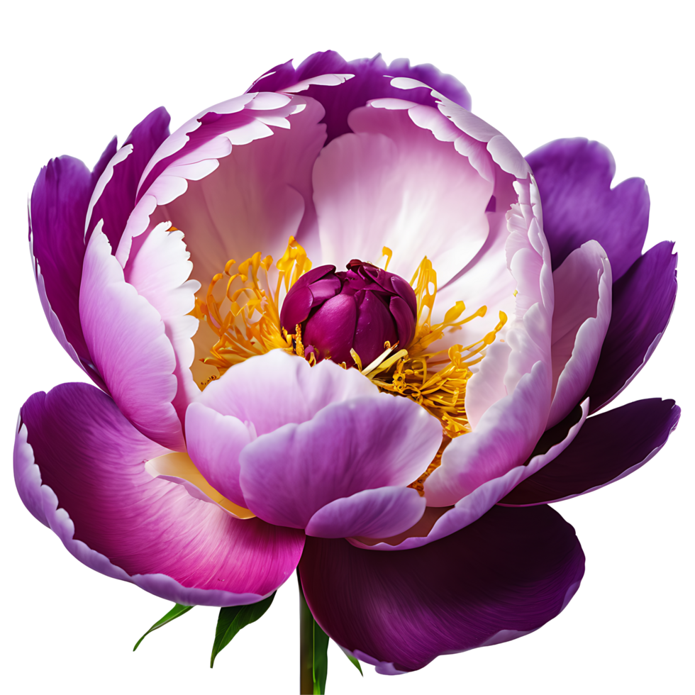AI generated Peony image isolated on a transparent background PNG photo