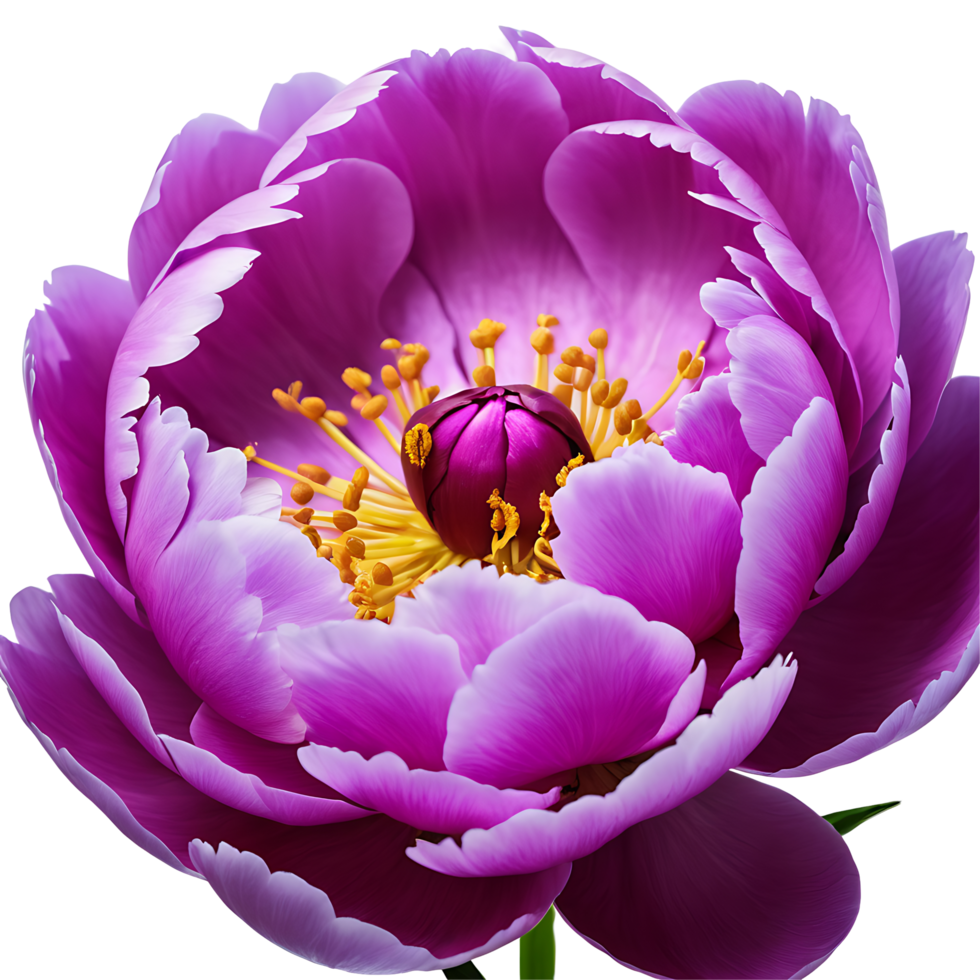 AI generated Peony image isolated on a transparent background PNG photo