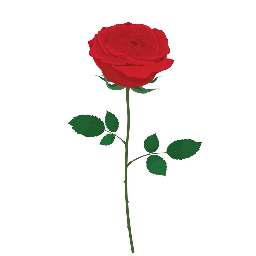 Single opened red rose flat vector isolated on white background. Hand drawn illustration