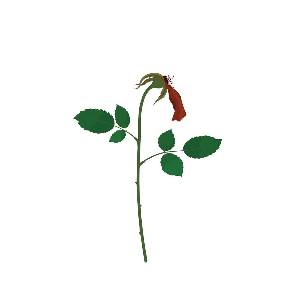 A withered rose has one petal left. Flat vector isolated on white background. Wilting rose.