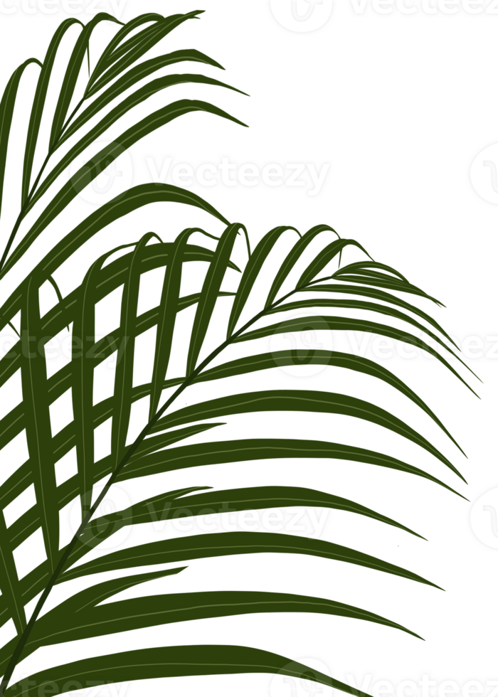 Palm Leaves silhouette, Tropical Green Coconut Leaf, Element object tropical greenforest for Spring Summer, Mock up Product Presentation png
