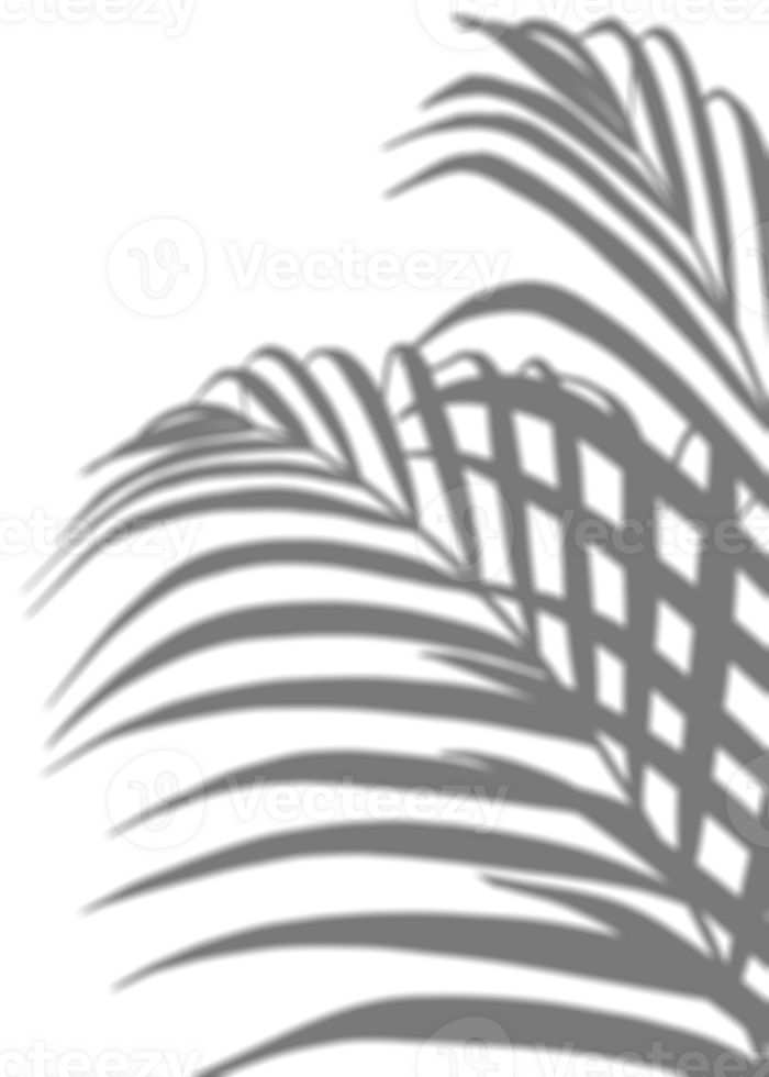 Palme Blätter Silhouette, Blatt Schatten, tropisch Kokosnuss Blatt überlagern, Element Geäst Baum Objekt zum Frühling Sommer, spotten oben Produkt Präsentation png