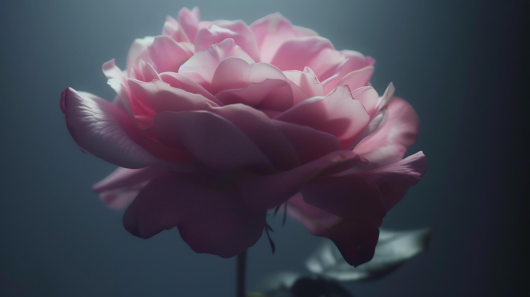 AI generated Delicate Pink Rose Captured in Soft Natural Light with Macro Lens Emphasizing Intricate Petal Details photo
